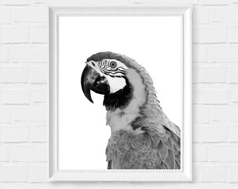 Parrot Print - Parrot Printable Art - Black and White Decor - Nursery Parrot Art- Instant Download Bird Wall Art - Bird Digital Photo