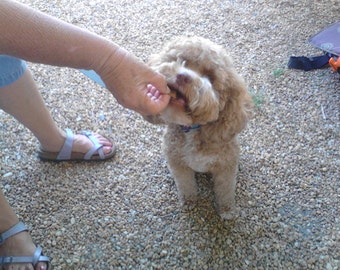 dog playpen westpack