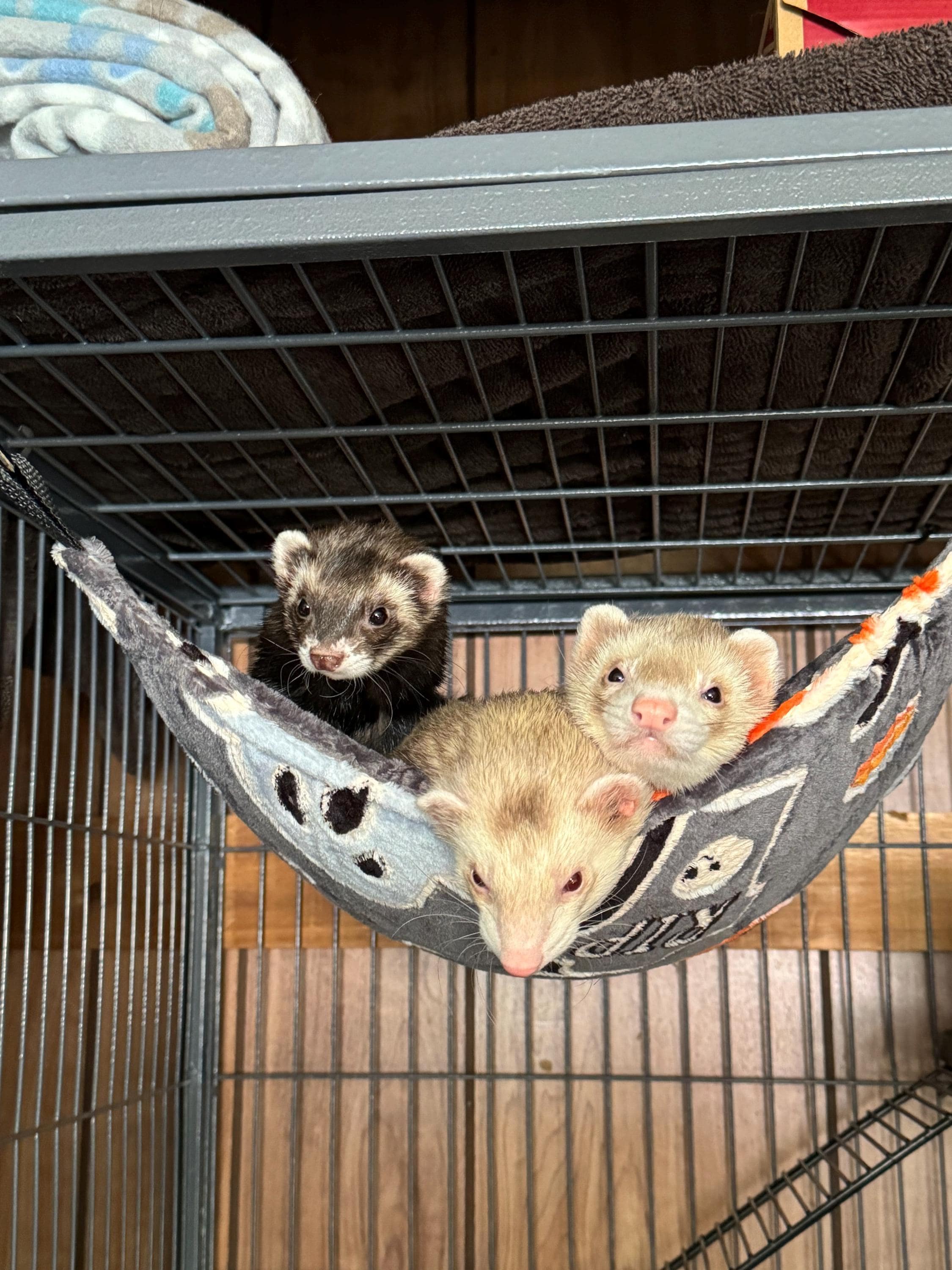 Hamaca hurón México