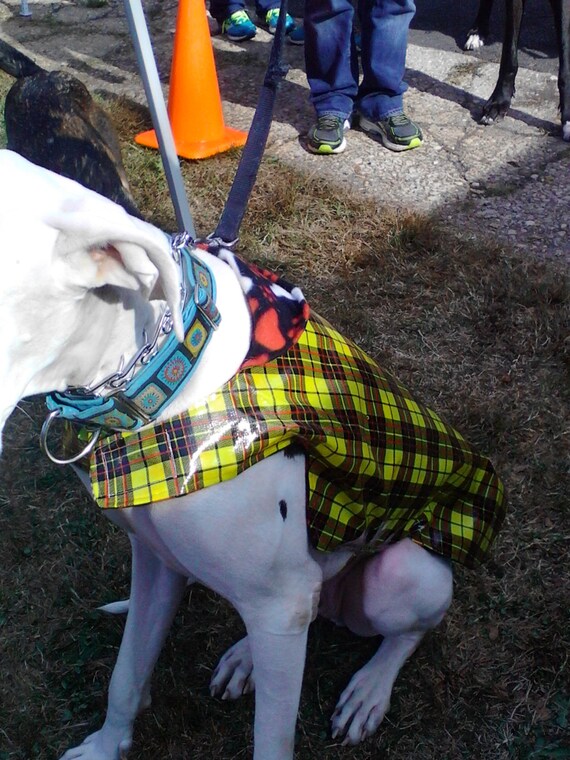 great dane raincoat