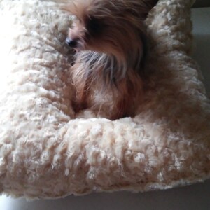 May include: A small, brown and tan dog with long fur is lying in a cream-colored, fluffy dog bed.