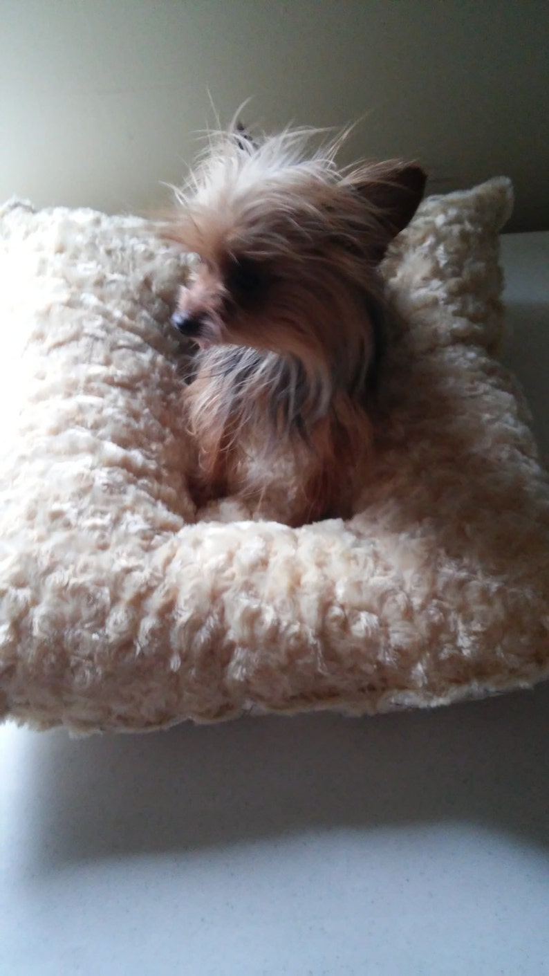 May include: A small, brown and tan dog with long fur is lying in a cream-colored, fluffy dog bed.