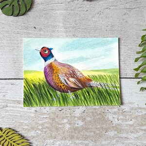Dipinto originale di fagiano / Illustrazione a guazzo / ACEO / Campagna / Stagione primaverile / Amanti degli uccelli / dipinto in miniatura