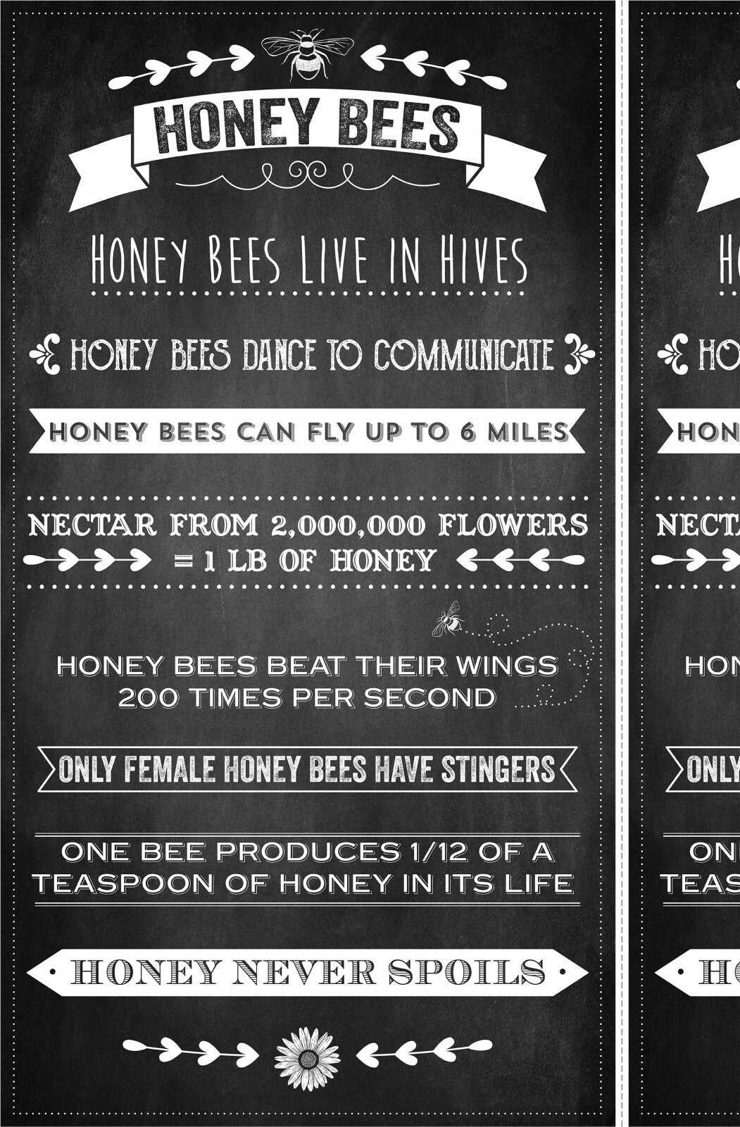 Queen Honey Bee Facts DC9159 100% Black Cotton Fabric Panel!