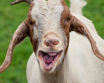 Smiling Goat at the Farm #4274 36" Panels by David Textiles!