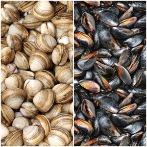 May include: A close-up image of two types of shellfish:  brown and white clams and black mussels.
