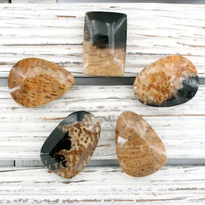 Petrified Palm Wood / Fossilized Palm Wood freeform pendant (ETP00285)