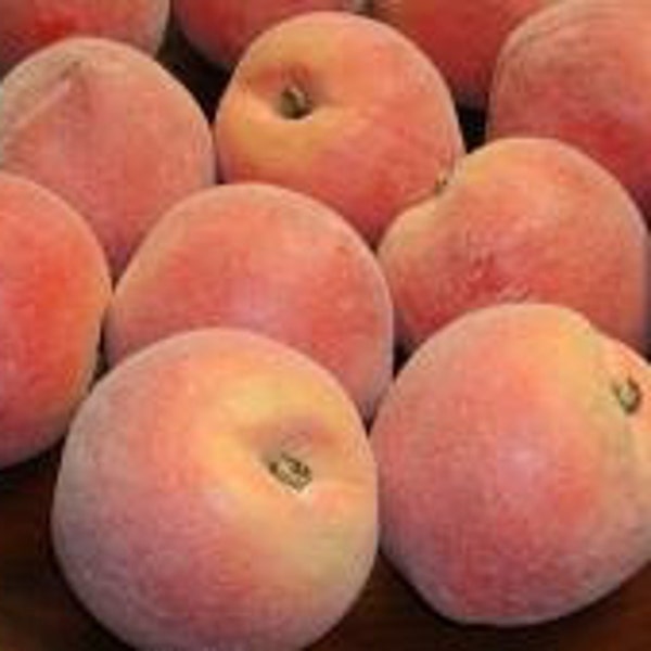 1 Dozen Amazing Artificial Peaches Free Shipping!