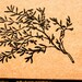 Olive Branch Stamp - 2"x2"