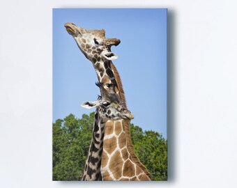 Nature Photography - Sunrise Stretch - Giraffes