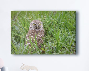 Burrowing Owl - Nature Photography - Birds - Wildlife - Fine Art Photograph by Stacy White Photography