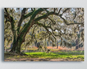 Southern Charm - Southern Mossy Oak Tree - Landscape Photography - Charleston, SC