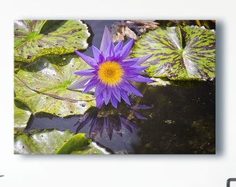 Purple Water Lily - Landscape Photography - Fine Art Photograph