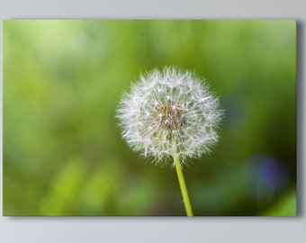 Make A Wish! - Dandelion - Landscape Photography - Fine Art Photograph - Florals - Summer