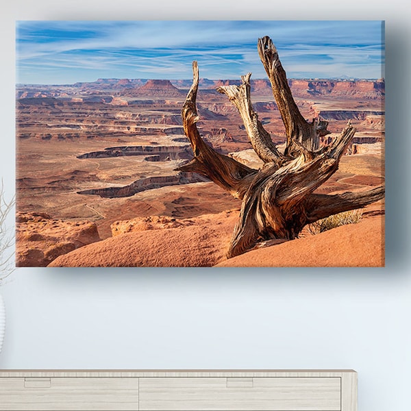 The Old Tree - Deadhorse Point - Moab, Utah - Canyonlands National Park - Landscape Photography