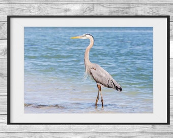 Wading Heron - Nature Photography - Birds - Wildlife - Fine Art Photograph