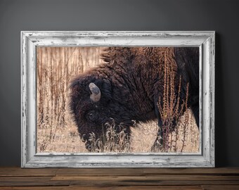 Encounter the Beauty of Bison in Grand Teton National Park - Grazing Buffalo Wildlife Photography Print