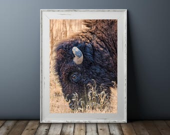 Bison Close-Up Print – Grand Teton National Park Wildlife Photography – American Buffalo Wall Art