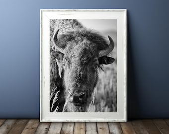 Black and White Bison Portrait: Grand Teton Wildlife Photography Print