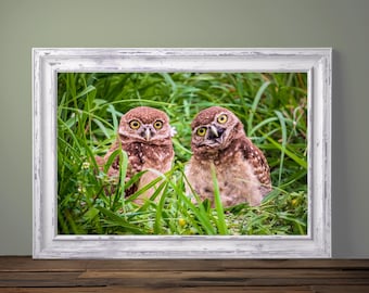 Burrowing Owls in Grass – Florida Bird / Wildlife Photography Print - Nature Photography - Fine Art Photograph