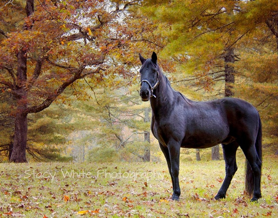 Nature Photography Black Beauty Black Tennessee Walking | Etsy