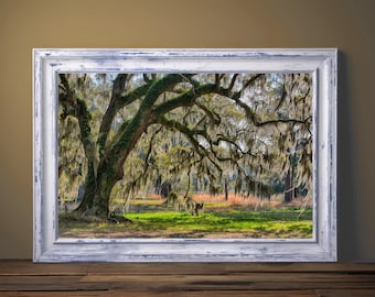 Charleston Oak Tree Photography: Southern Landscape Art Print
