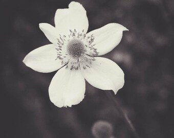 Black and White Photo of a Wildflower