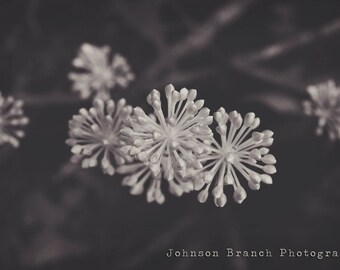 May include: A close-up of delicate white flowers with a blurred background. The flowers have a starburst shape and are clustered together.