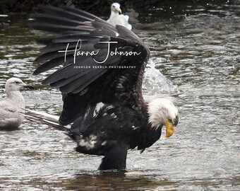 May include: A bald eagle with outstretched wings stands in a body of water, its white head and yellow beak contrasting with its dark body. Two seagulls are in the background. The image includes the text "Hanna Johnson" and "Johnson Branch Photography."