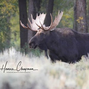 Foto eines Elchbullen im Grand Teton National Park in Wyoming