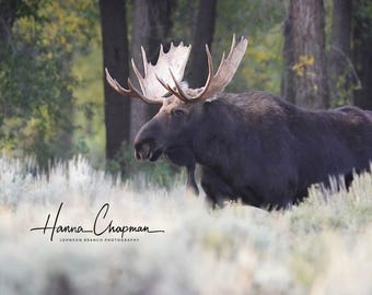 May include: A large bull moose with a wide set of antlers stands in a field of tall grass. The moose is facing to the left of the image and its head is turned slightly to the right. The moose is in focus, while the background is blurred.