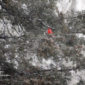 Kardinal sitzt am verschneiten Weihnachtstag auf immergrünem Baum