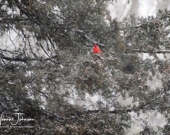 May include: A bright red cardinal perched on a snow-covered evergreen tree branch during a winter snowfall.
