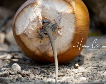 May include: A brown lizard with a long tail is partially inside a cracked open coconut shell. The coconut shell is on the ground with small rocks and dirt around it.