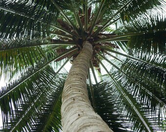 May include: A low angle view of a tall palm tree with green fronds reaching up towards the sky. The trunk is light brown and textured. The image is taken from below the tree, looking up.