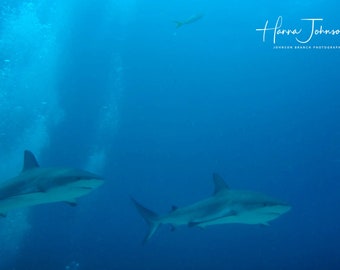 Underwater Photo of two caribbean reef sharks