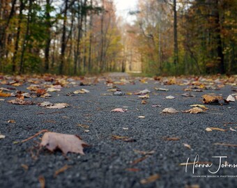 May include: A paved path lined with trees in the fall. The ground is covered in fallen leaves. The path leads to a clearing in the distance.