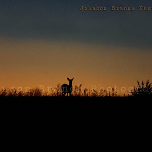 Whitetail Deer Silhouette at sunset in Macon, Missouri