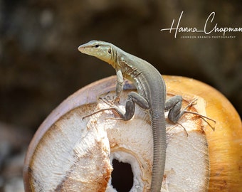 May include: A light green and gray lizard perched on a cracked coconut shell. The coconut is brown and white with a hole in the center.