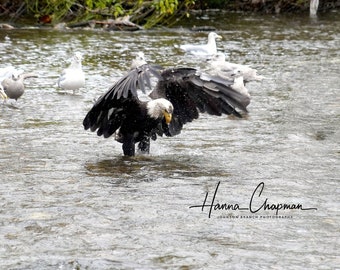 May include: A bald eagle with outstretched wings stands in a river, splashing water. The eagle has a white head and a yellow beak. Several seagulls are in the background. The image is signed "Hanna Chapman, Johnson Branch Photography."