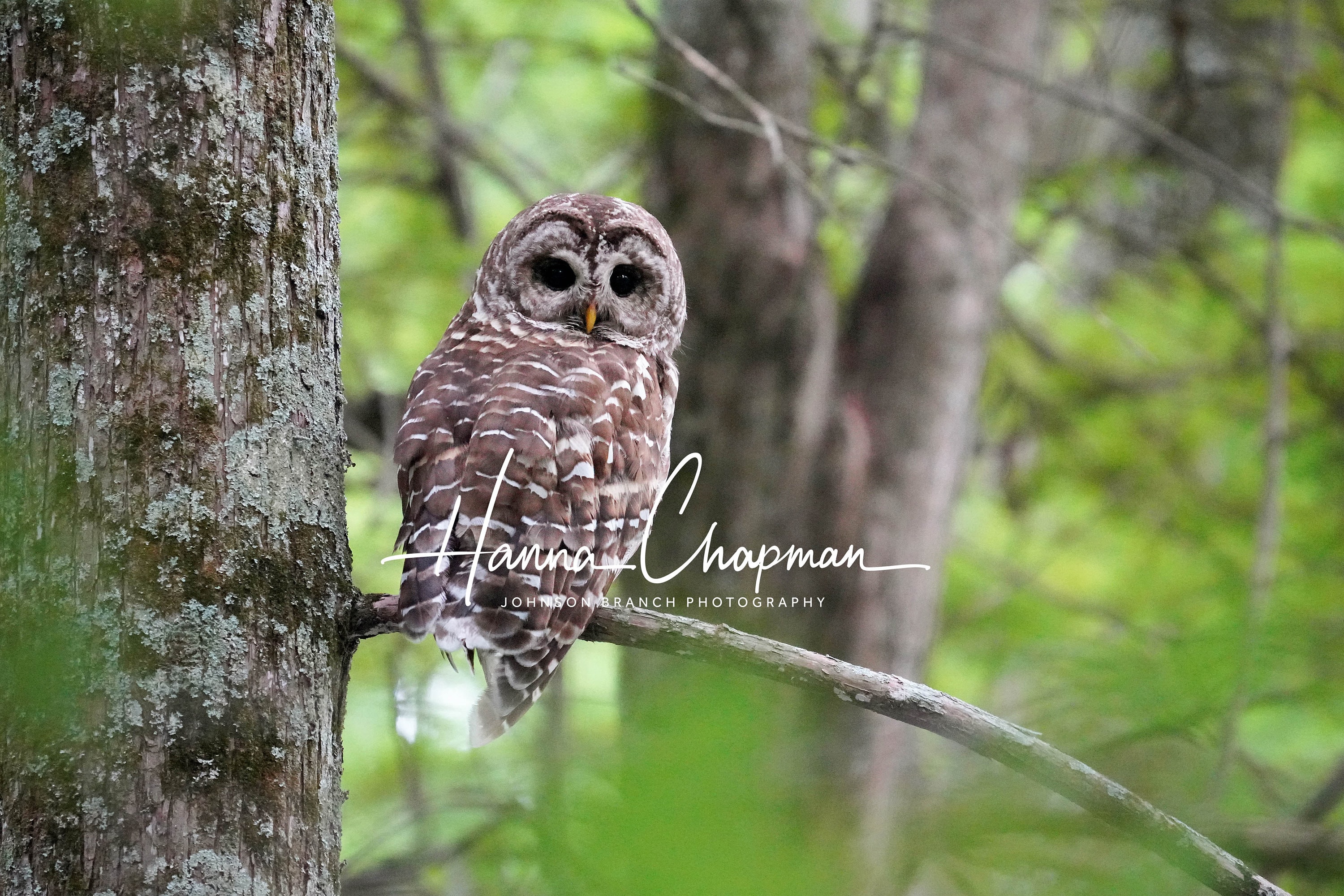 Barred Owl photo print in Walnut Log, Tennessee near Reelfoot Lake