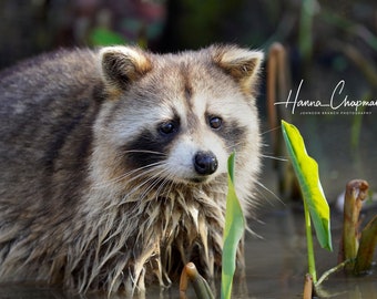 May include: A raccoon with a black mask stands in shallow water with green plants. The raccoon's fur is wet and appears to be gray and brown. The raccoon is looking to the right of the image.