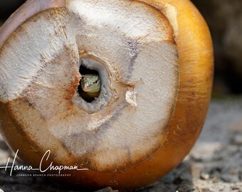 May include: A small green lizard peeks out of a hole in a brown coconut shell.