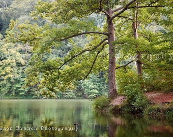 May include: A tranquil lake scene with lush green trees and foliage surrounding the water. The trees are reflected in the still water, creating a serene and peaceful atmosphere.