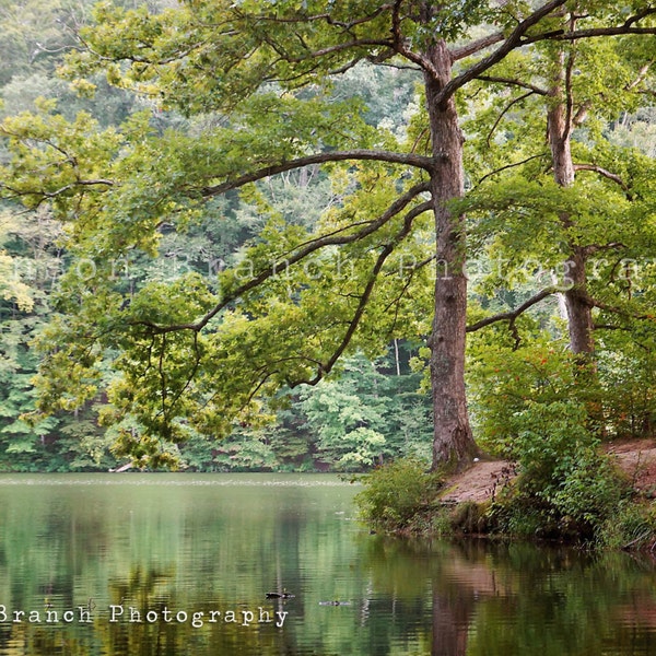Tree over Ogle Lake at Brown County State Park in Nashville, Indiana