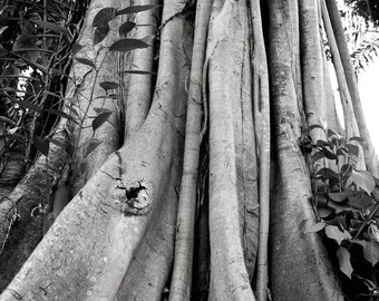 May include: Black and white photograph of a large tree trunk with many roots. The roots are thick and intertwined, creating a complex pattern. The image is taken from a low angle, looking up at the roots.