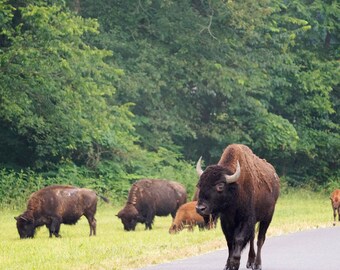 May include: A herd of brown bison grazing in a grassy field with a paved road in the foreground. The bison are in a forest setting with green trees in the background. The image is taken from a low angle, giving the viewer a close-up perspective of the bison.