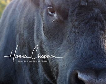 May include: Close-up of a black cow's face with a single eye visible. The cow's nose is in focus and the background is blurred. The text "Hanna Chapman" and "Johnson Branch Photography" is visible at the bottom of the image.