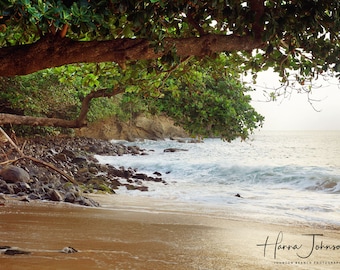 May include: A tropical beach scene with a large tree branch extending over the water. The beach is sandy with rocks and the water is blue and white with waves crashing on the shore. The sky is a light blue and there are green trees in the background. The text "Hanna Johnson" is visible in the lower right corner of the image.