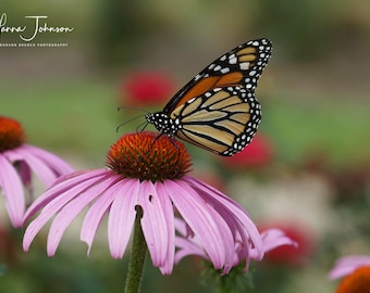 May include: A monarch butterfly with black, orange, and white wings perched on a pink coneflower with a red center.